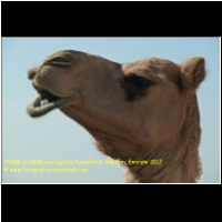 29288 02 0086 koenigliche Kamelfarm, Bahrain, Emirate 2017.jpg
